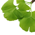 Ginkgo Biloba