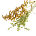 Milky Oat Seed