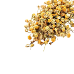 Chamomile