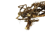 Valerian Indian Root