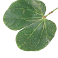 Kanchanara (Bauhinia Variegata)