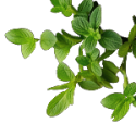 Oregano Leaf
