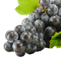Resveratrol